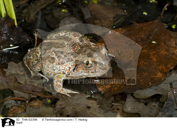 Knoblauchkrte / toad / THA-02396