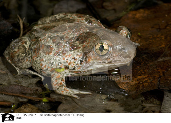 toad / THA-02397