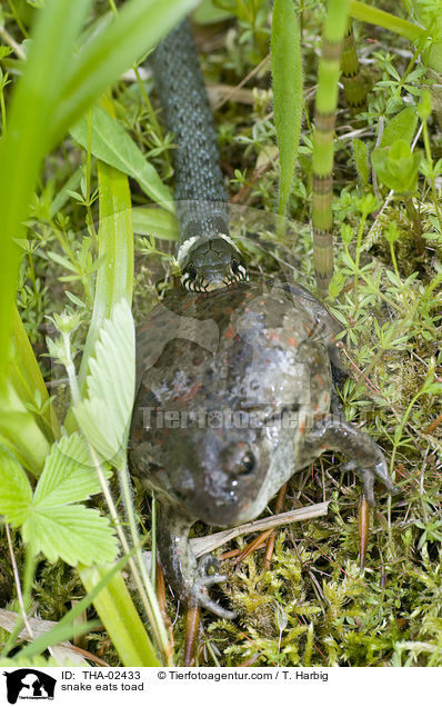 snake eats toad / THA-02433