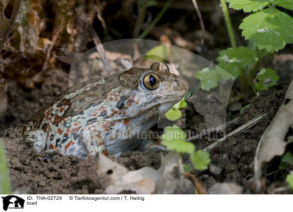 toad / THA-02729