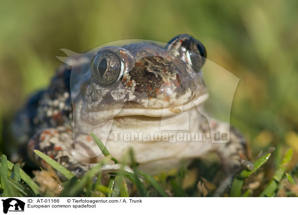 Knoblauchkrte / European common spadefoot / AT-01166