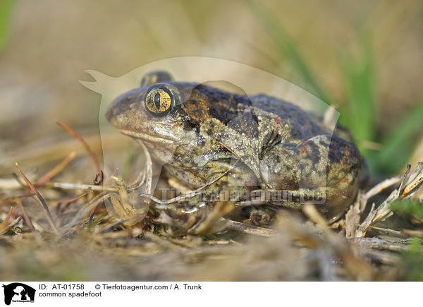 common spadefoot / AT-01758