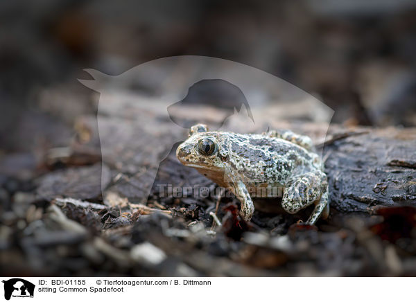 sitting Common Spadefoot / BDI-01155