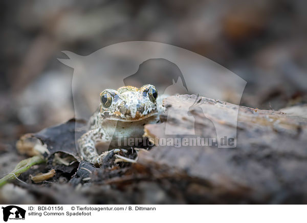 sitzende Knoblauchkrte / sitting Common Spadefoot / BDI-01156