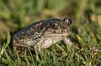 European common spadefoot