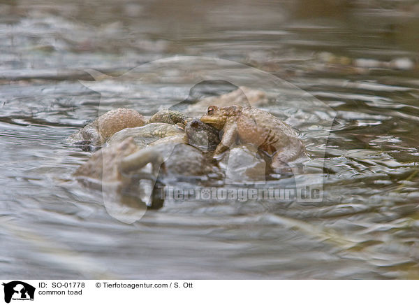 common toad / SO-01778