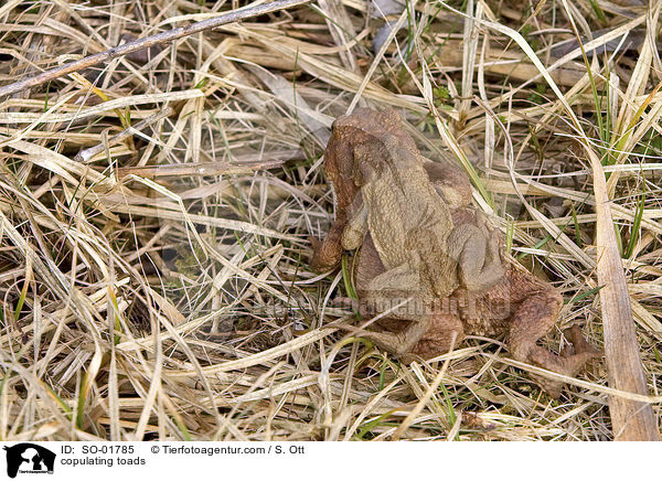 sich paarende Erdkrten / copulating toads / SO-01785