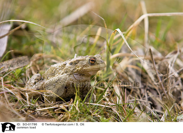 common toad / SO-01786