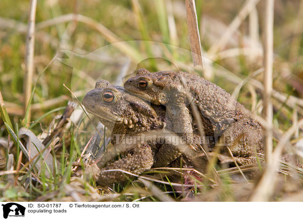 copulating toads / SO-01787