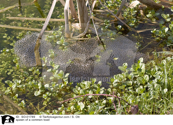 spawn of a common toad / SO-01789