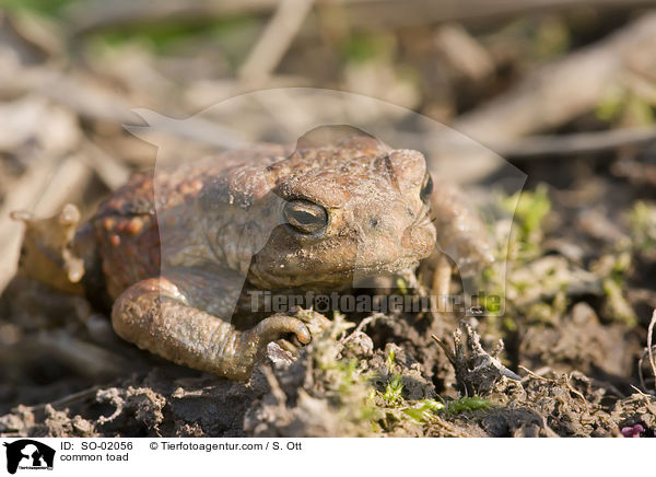 common toad / SO-02056