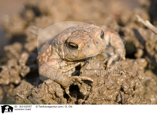 common toad / SO-02057