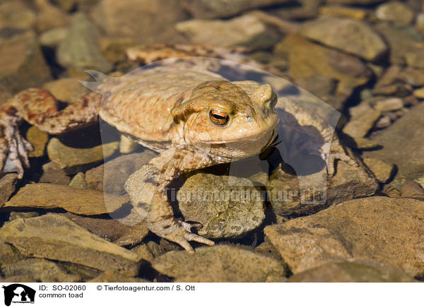 common toad / SO-02060