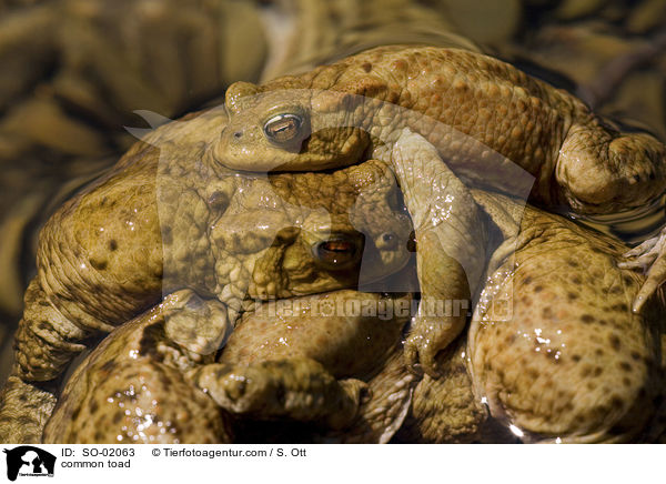common toad / SO-02063