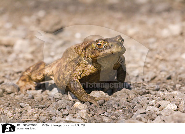 Erdkr�te / common toad / SO-02065