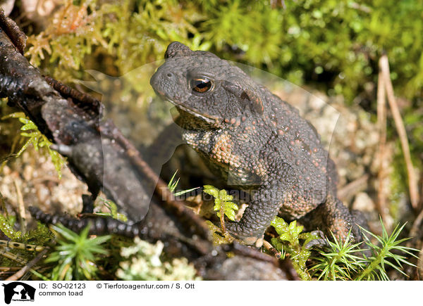 common toad / SO-02123