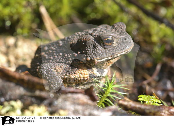 common toad / SO-02124