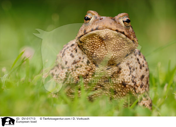 European toad / DV-01713