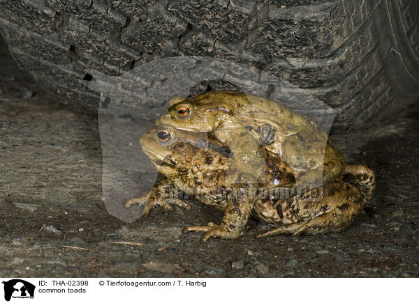 Erdkrten / common toads / THA-02398