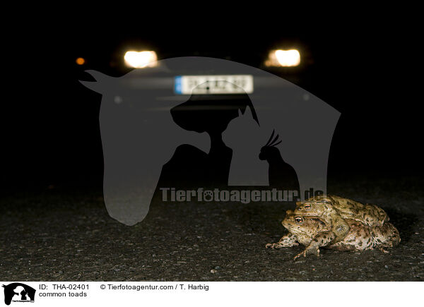 Erdkrten / common toads / THA-02401