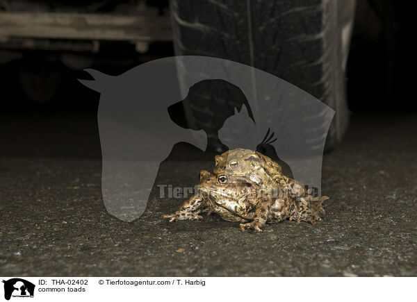 Erdkrten / common toads / THA-02402
