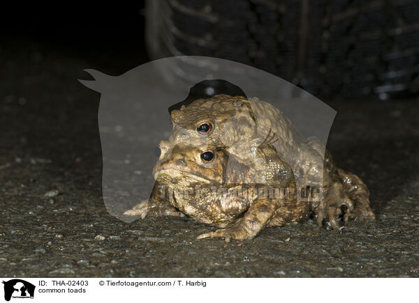Erdkrten / common toads / THA-02403