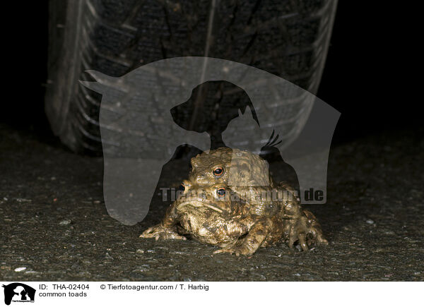 Erdkrten / common toads / THA-02404