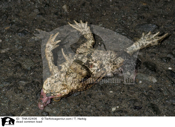 tote Erdkrte / dead common toad / THA-02406