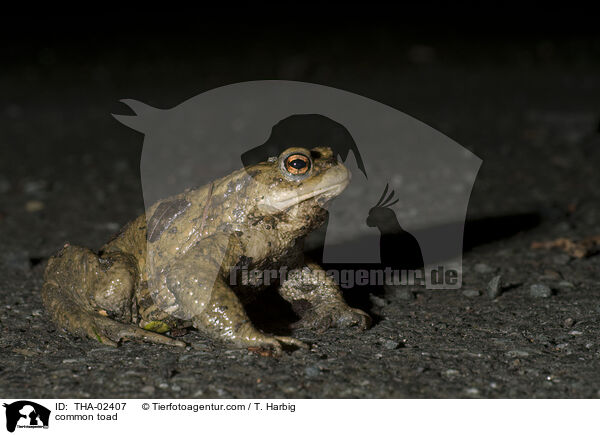 Erdkrte / common toad / THA-02407