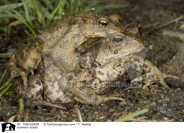 Erdkrten / common toads / THA-02408