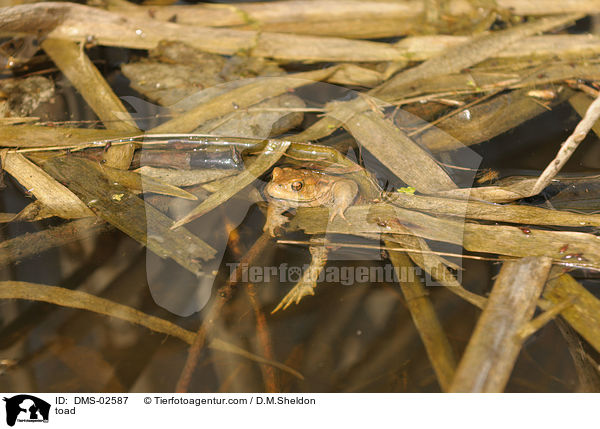 Erdkr�te / toad / DMS-02587