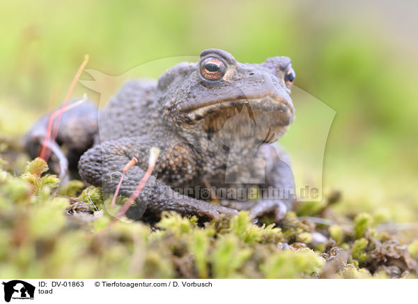 toad / DV-01863