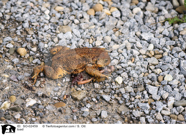 toad / SO-02459
