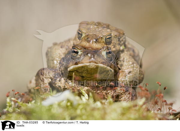 toads / THA-03285