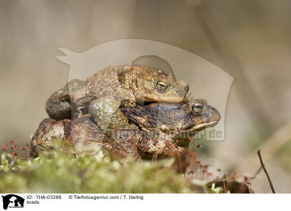 toads / THA-03286