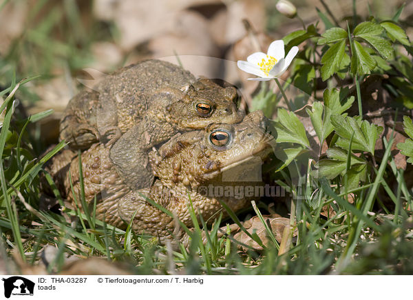 toads / THA-03287