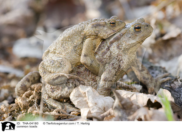 Erdkrten / common toads / THA-04180
