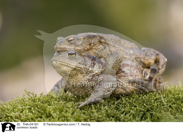 common toads / THA-04181