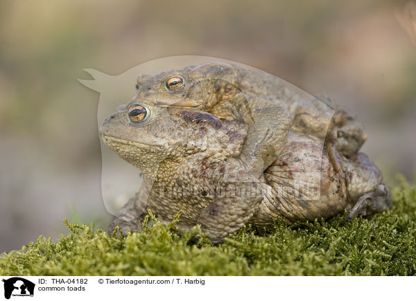 common toads / THA-04182