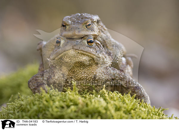 Erdkrten / common toads / THA-04183