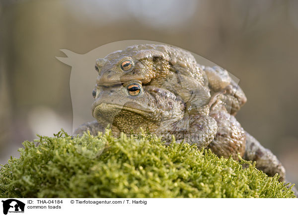 common toads / THA-04184
