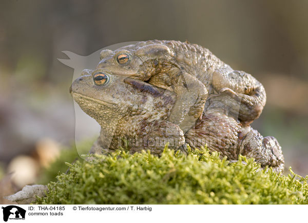 Erdkrten / common toads / THA-04185
