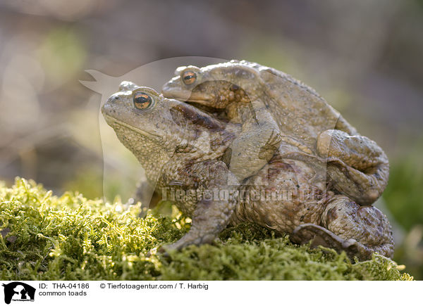 Erdkrten / common toads / THA-04186