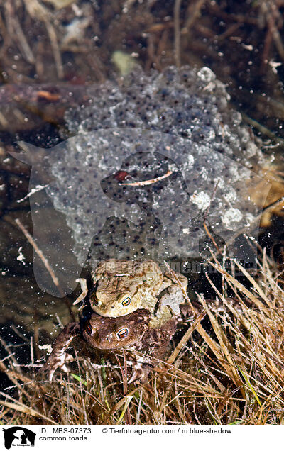 common toads / MBS-07373