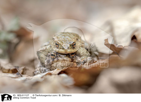 sitzende Erdkrten / sitting Common Toad / BDI-01127