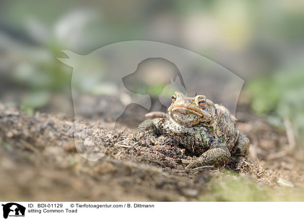 sitzende Erdkrte / sitting Common Toad / BDI-01129