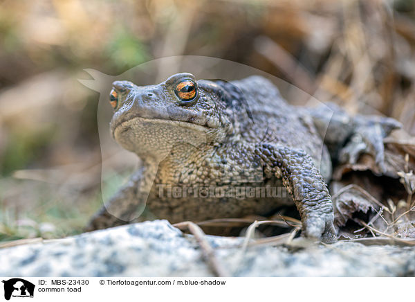 Erdkrte / common toad / MBS-23430