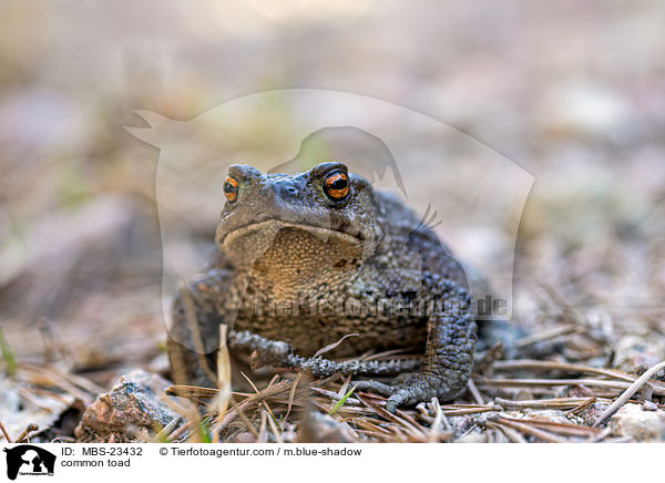 Erdkrte / common toad / MBS-23432
