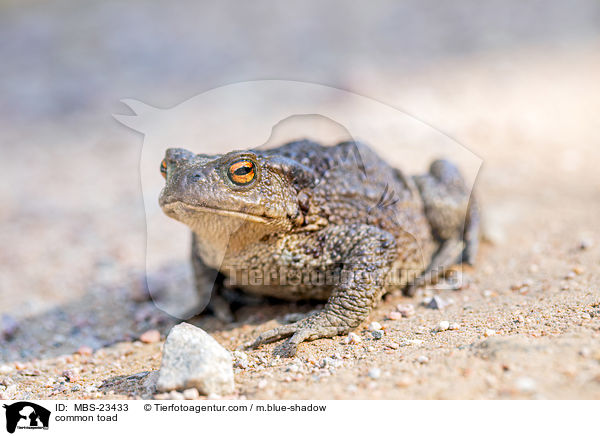 Erdkrte / common toad / MBS-23433