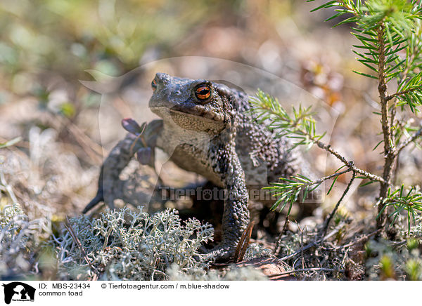 common toad / MBS-23434